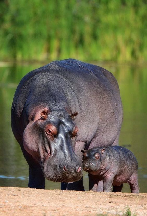 A hippopotamus weighs 1,560,000 grams