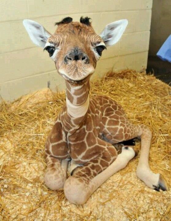 A newborn giraffe weighs about 65 kilograms