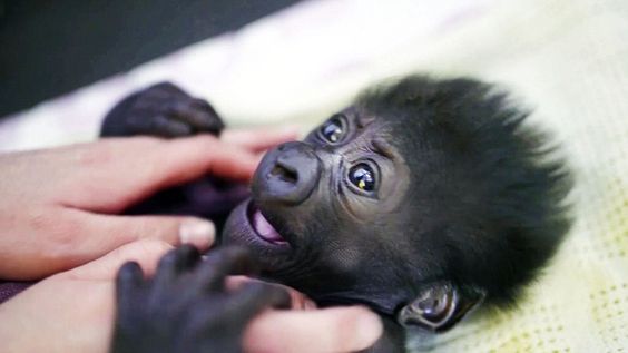 A small female gorilla weighs 68 kilograms