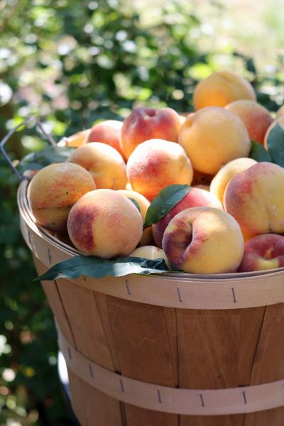 Peaches are on sale at the farmer's market